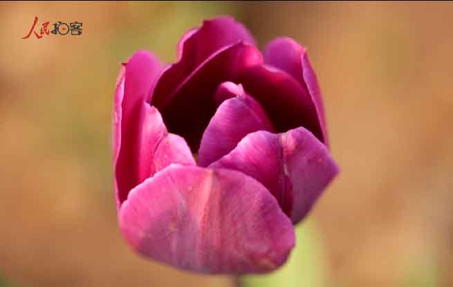 ԭˡĴɫ