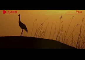 中國石化鎮海煉化：白鷺告訴你