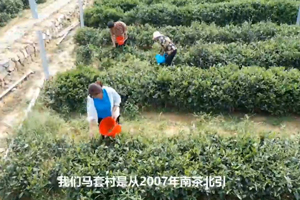 北緯36度，中國最高緯度茶園，泰山腳下茶村年產值700多萬