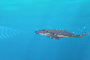 酷杰的科學之旅-海洋探秘 第一集：孤獨的鯨歌