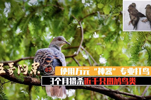 第六十七集：使用打鳥“神奇”3個月獵殺近千隻斑鳩