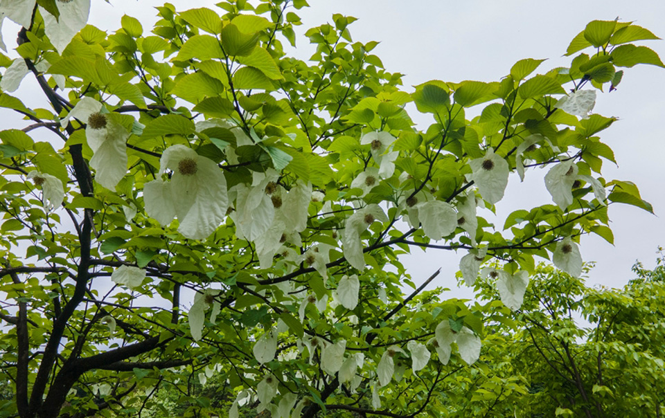 雲南大關：珙桐花開 “白鴿”滿樹