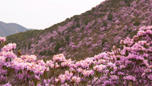 昆明东川满山浪漫紫 隔屏都能嗅到花香