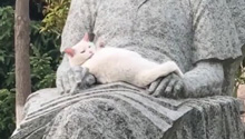 小猫躺在雕像怀中安静舔毛 “这一刻 雕像也有了新的温度”