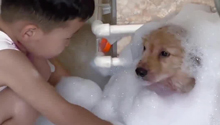 小主人给狗洗澡堆出泡沫山 网友：这狗的情绪超稳定