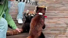 动物园内两只小熊猫打架，饲养员：拦不住 根本拦不住！