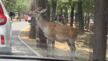 小鹿在路边等待游客排队投喂 网友：动物园也要交“过鹿费”吗