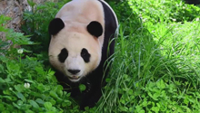 大熊猫福宝近距离和镜头贴贴