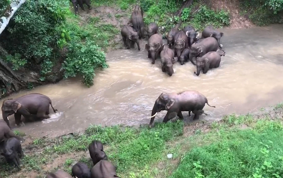 大家庭出游！25头亚洲象雨林戏水其乐融融