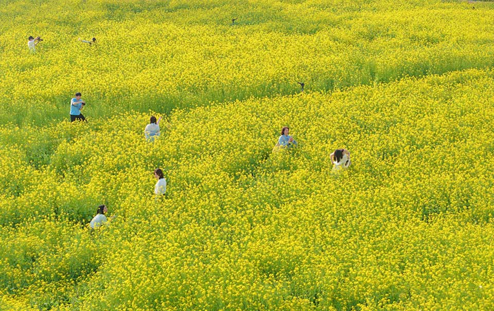 厦门：油菜花海醉游人