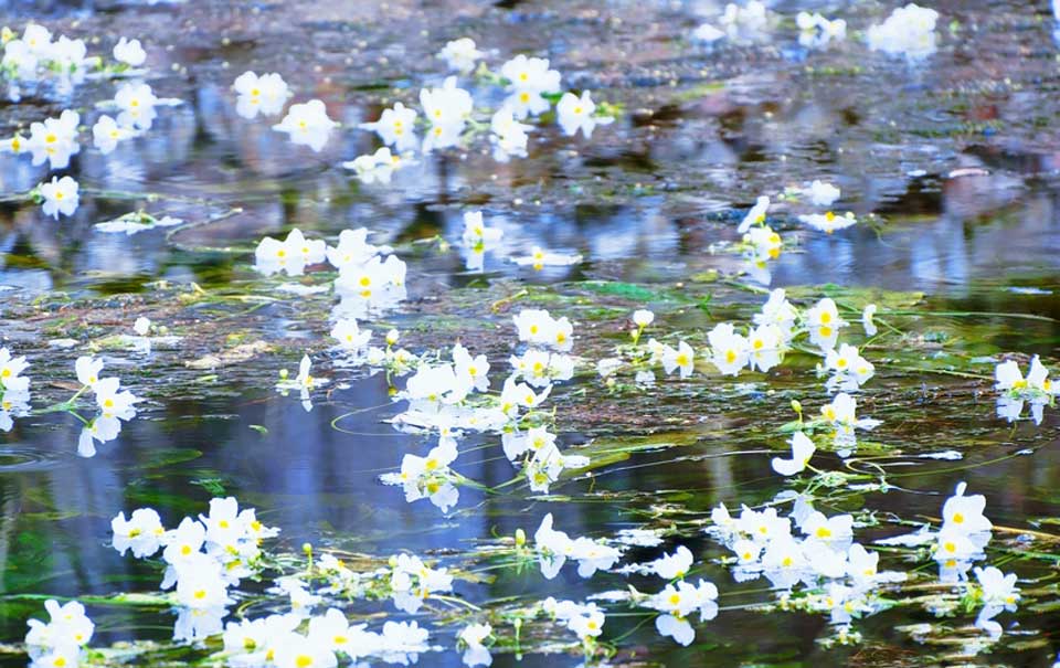 大理剑湖之源 海菜花真“仙”