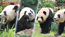 澳门微视：大熊猫·小可爱