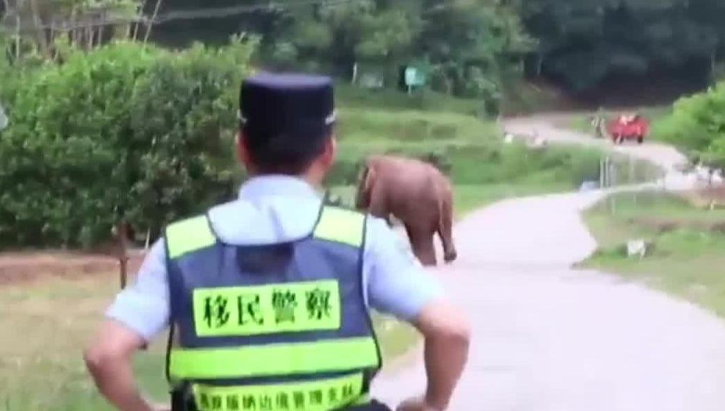 在西雙版納戍邊是個什麼體驗？“出警都能遇大象！”