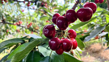山東莒南：櫻桃紅滿枝 產業興村正當時
