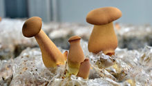 吃菌季开始，好消息是这里的见手青管够
