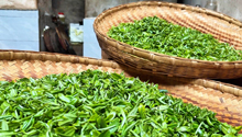 只为成就一缕香 30秒沉浸式体验制茶全过程
