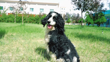 是谁把心事全写在脸上？是我们的消防搜救犬呀！