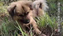 中華田園犬幫主人找菌子，一找一個准