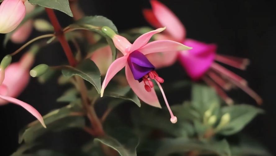 延時鏡頭下的燈籠花開如白鴿展翅