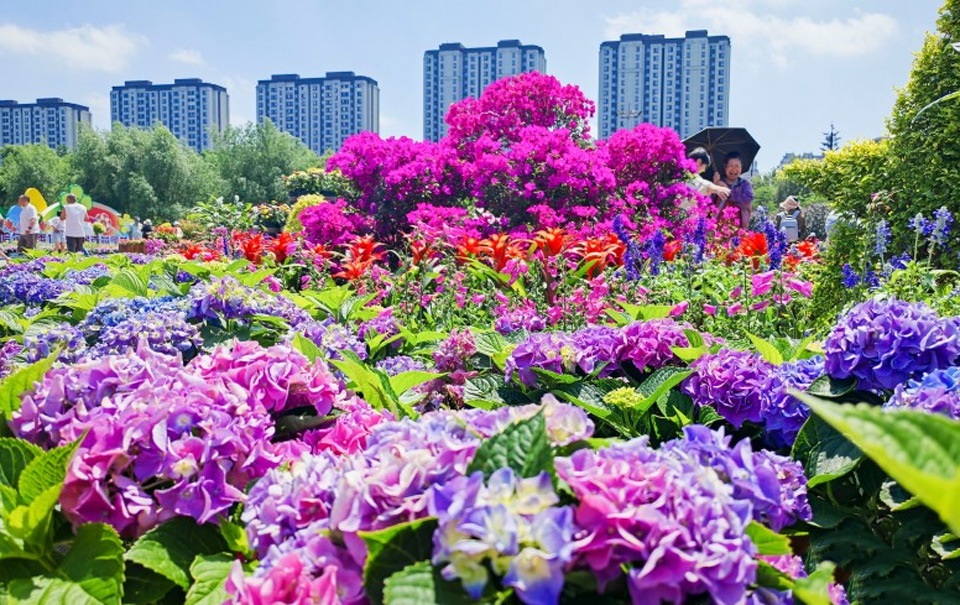 夏有凉风在冰城丨漫步花海 市民“闻香”来