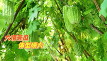 夏季宜吃“苦” 大顶苦瓜喜获丰收