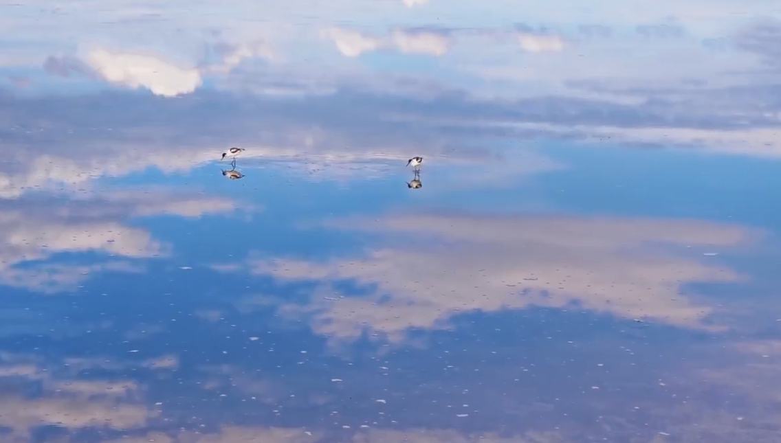 青海茶卡鹽湖上演鳥之舞