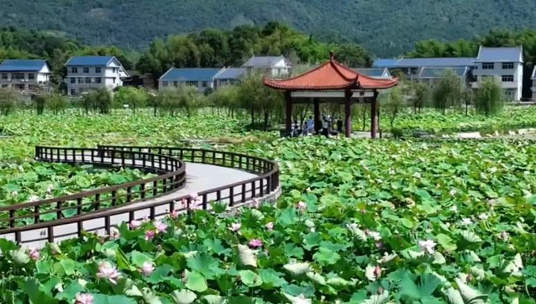 满屏清凉！福建荷花盛放美丽如画