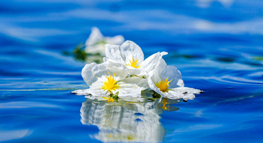 大理洱海：海菜花朵朵盛開