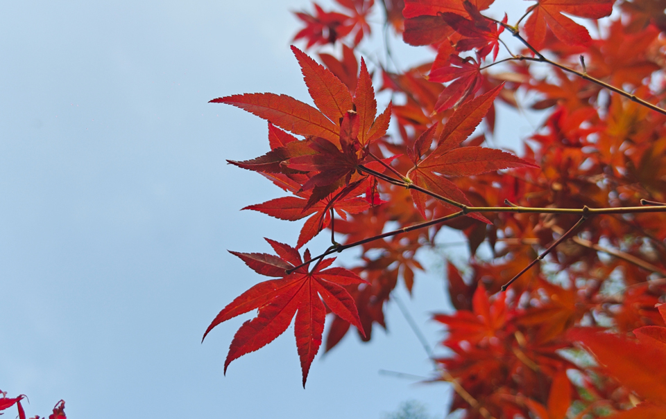 太美了！紅楓向你寄出秋天的“明信片”