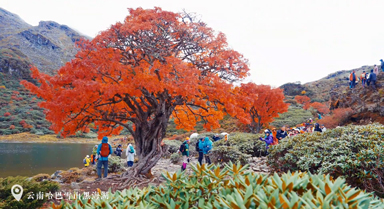 雲南哈巴雪山深處 野花楸樹換上紅裝