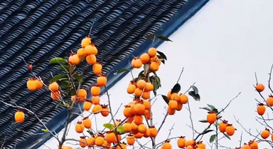 柿子與白牆同框 中式意蘊拉滿