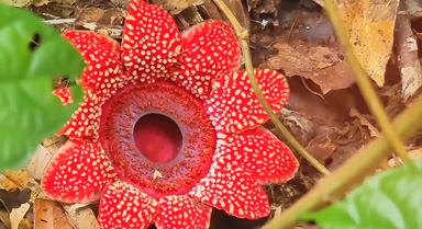 珍稀寄生花现身云南 无叶无根绽放短暂绚烂