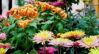 园林里的限定秋天色彩