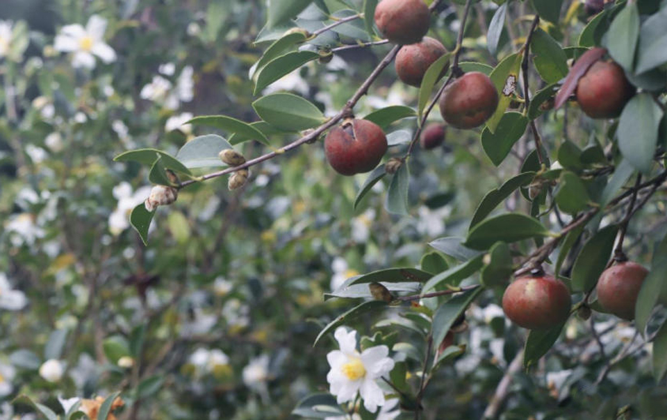 福建永泰：漫山“金果”压枝低