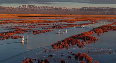 甘肅酒泉：成群天鵝在濕地游弋覓食