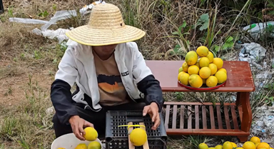 果農用簡單工具分選果實