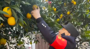 保安大爷帮萌娃摘橘子忙不过来