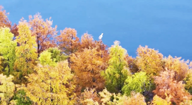 初冬洱海畔 水清杉红美如画