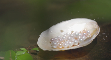 一颗珍珠是怎样“种”出来的？