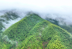 我给两会捎句话丨提高一线护林员待遇，让年轻人也愿意守林、护林