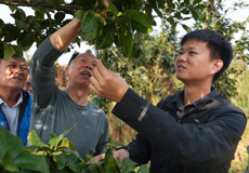 两会第一线丨一项政策，让1600岁“老树”发了“新芽”