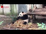 Cuteness at its finest - Watch pandas devour bamboos to celebrate Mid-Autumn Festival