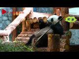 莫斯科動物園熊貓館開館 如意丁丁憨態可掬惹人愛