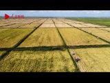 中國在非洲最大水稻種植項目完成第四季水稻種植