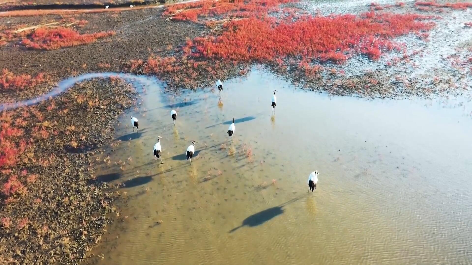 【人民映像】赵仕伟：苇海深处，守护鹤鸣