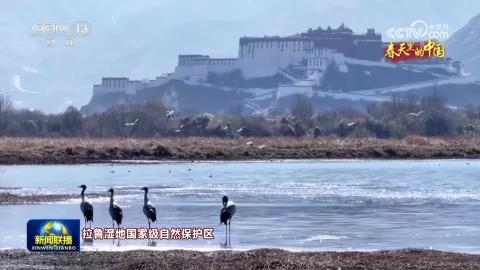 春天里的中国