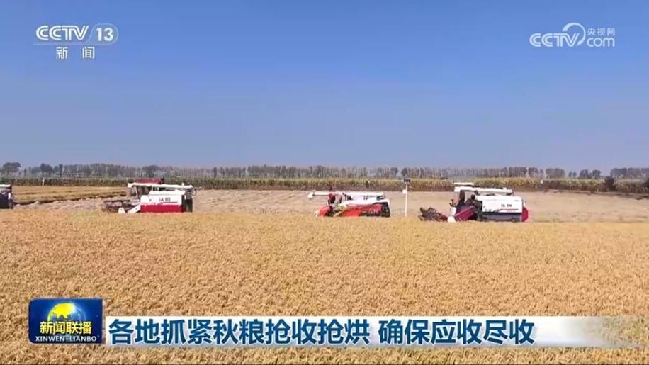 各地抓緊秋糧搶收搶烘 確保應收盡收