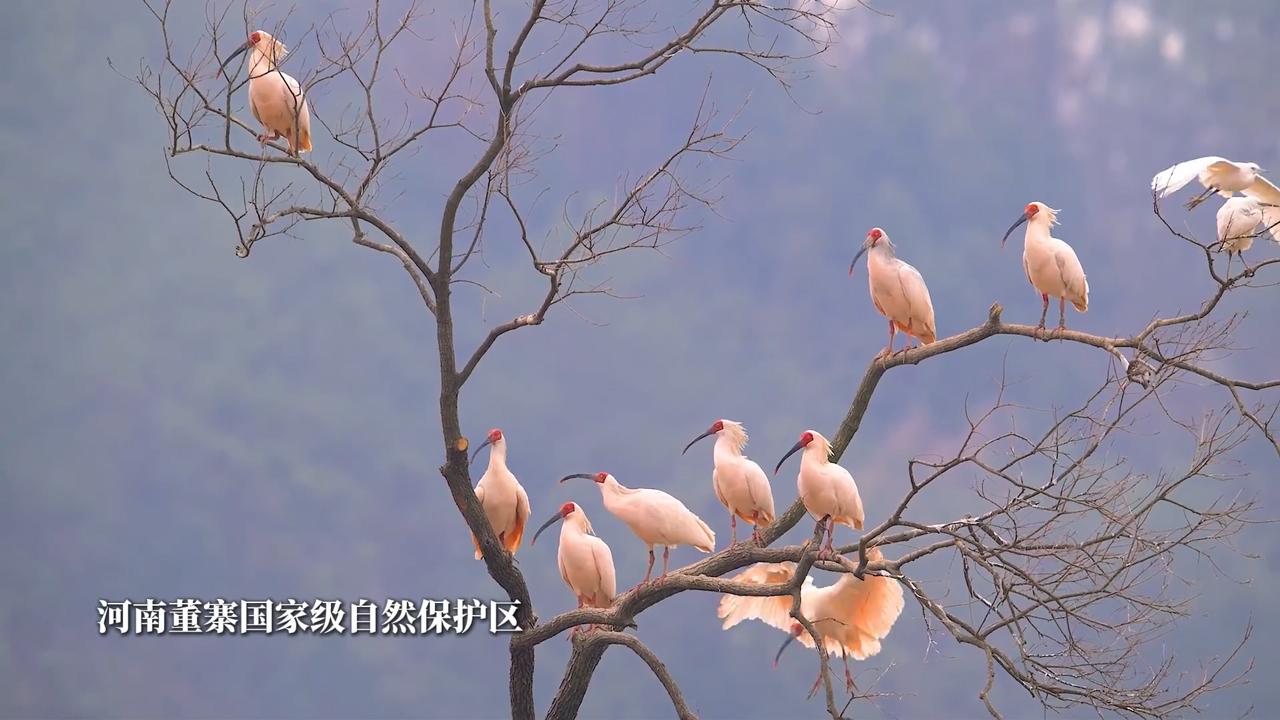 【人民映像】蔡德靖：在大别山守护朱鹮20年